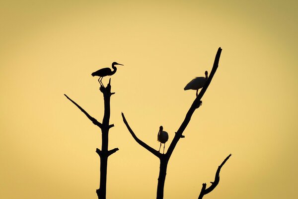On the branches there is a silhouette of birds on an orange background