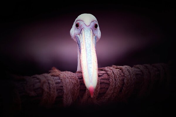 A bird with a long beak is looking right at you