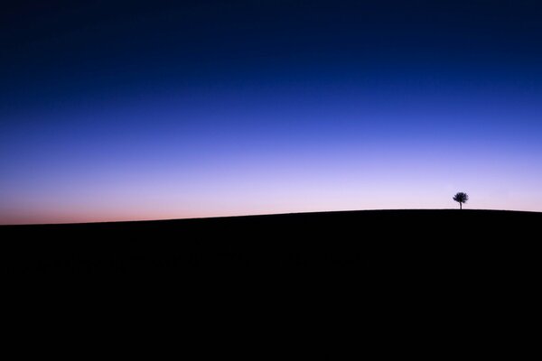 Foto campo crepúsculo cielo árbol