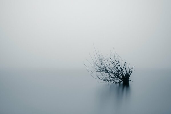 Nackte Zweige eines Baumes spähen aus dichtem Nebel