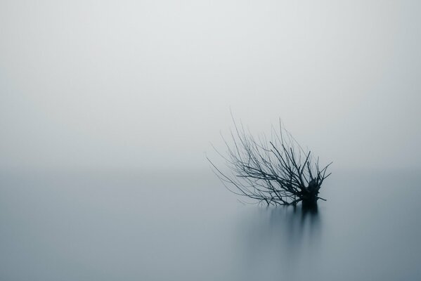 Bare tree branches peek out of the dense fog