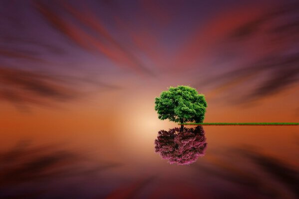 The tree is reflected in the water at sunset