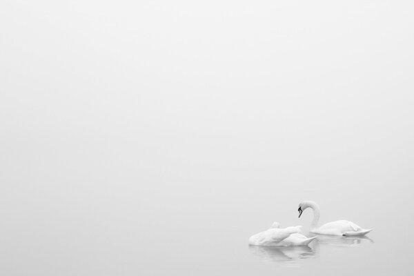 Deux cygnes blancs sur un lac blanc