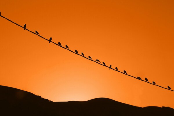 Vögel treffen den Sonnenuntergang am Himmel, das ist die Natur