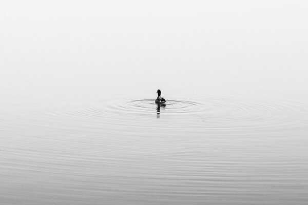 Le canard flotte sur le grand lac