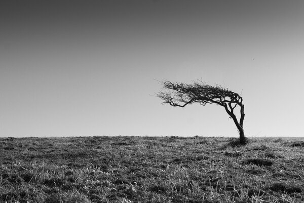 Un árbol solitario en un paisaje blanco y negro