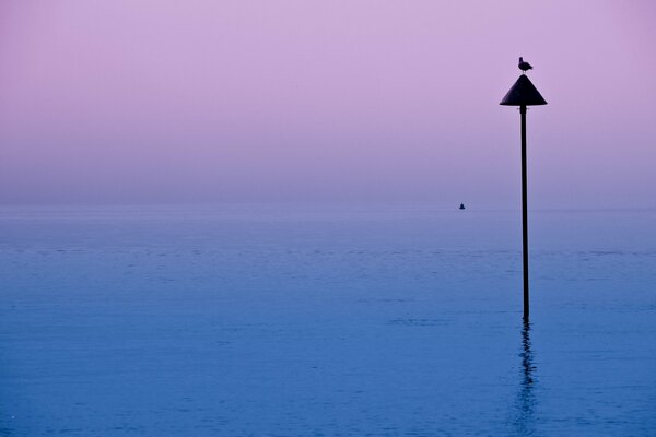 A bird on the lake in the evening haze