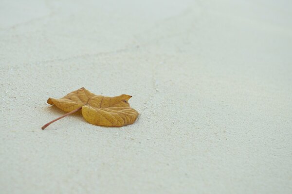 Feuille d automne minimalisme sur fond blanc