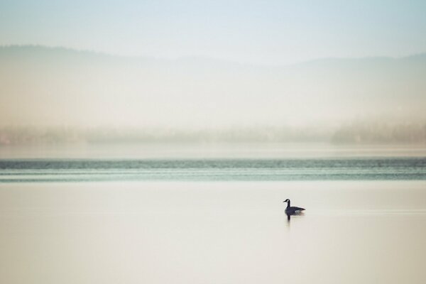 Un anatra galleggia sul lago nella nebbia