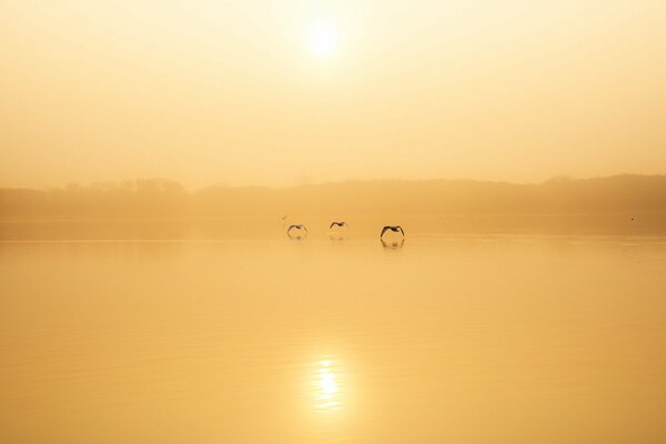 Tres pájaros sobre el lago en la niebla