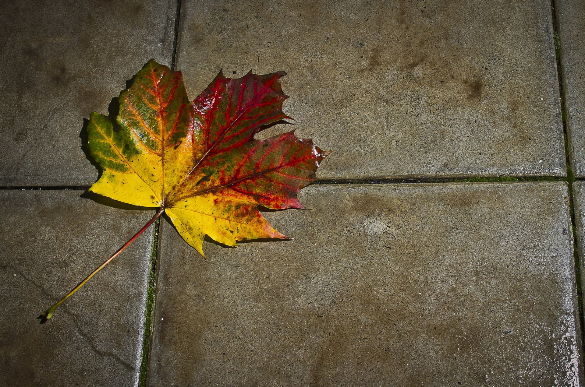 piastrella foglia autunno