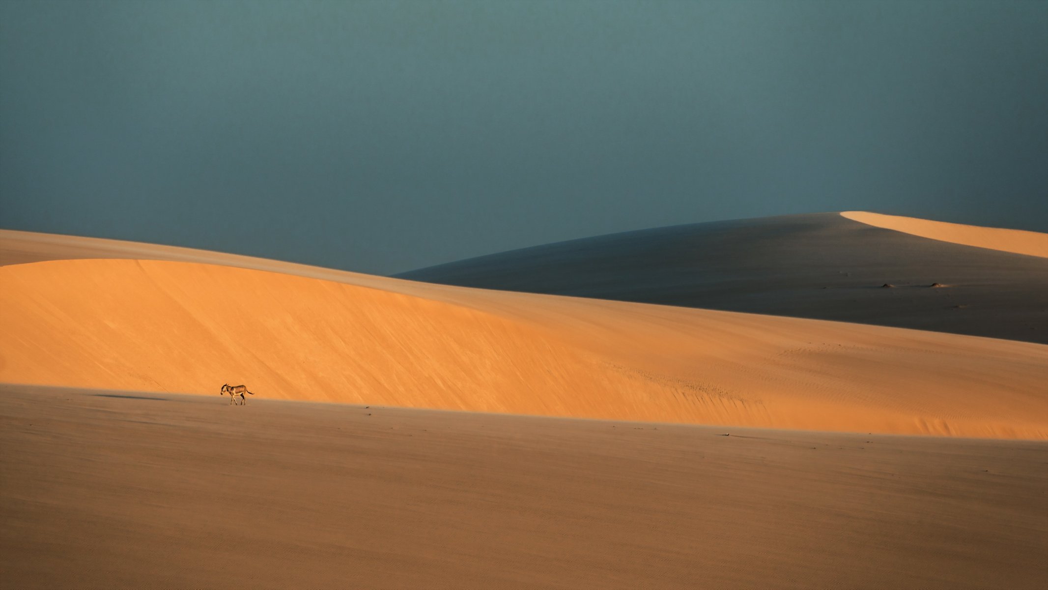 desierto burro naturaleza paisaje