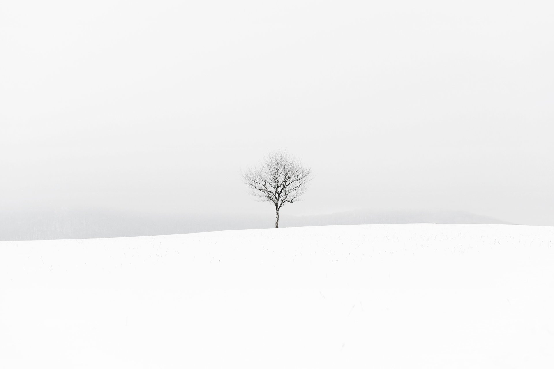 hiver champ arbre