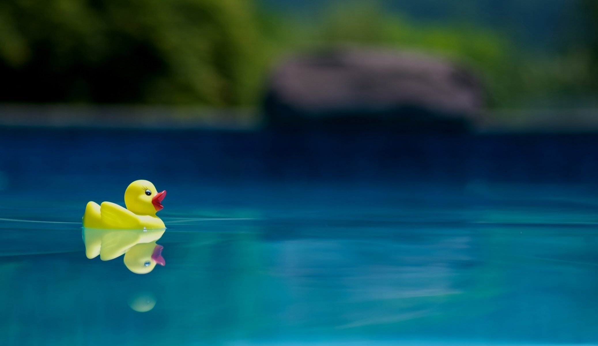 ente spielzeug wasser foto