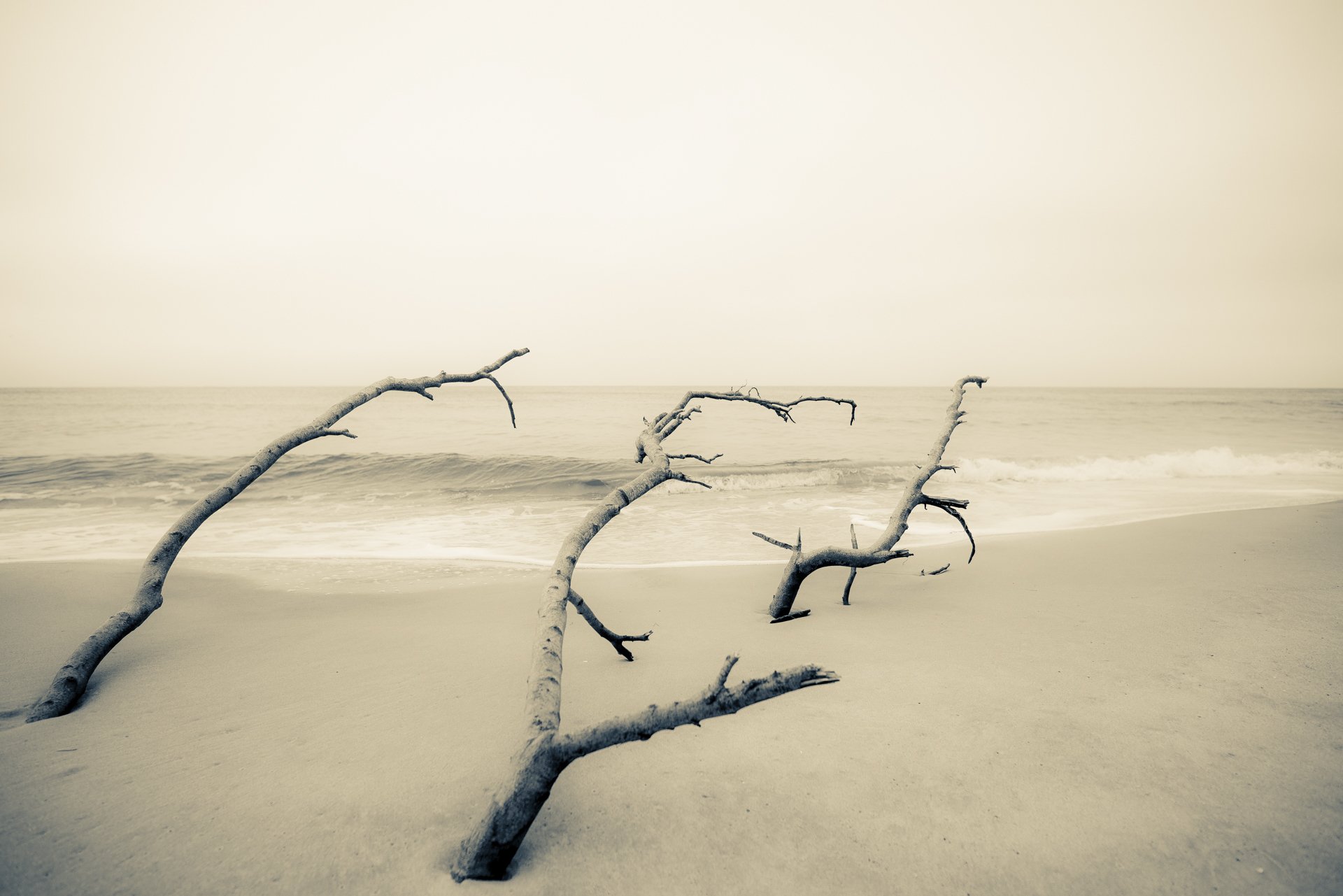 alberi mare minimalismo