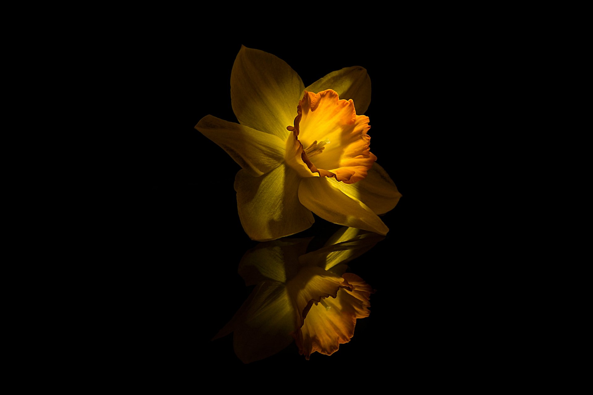 narciso amarillo flor