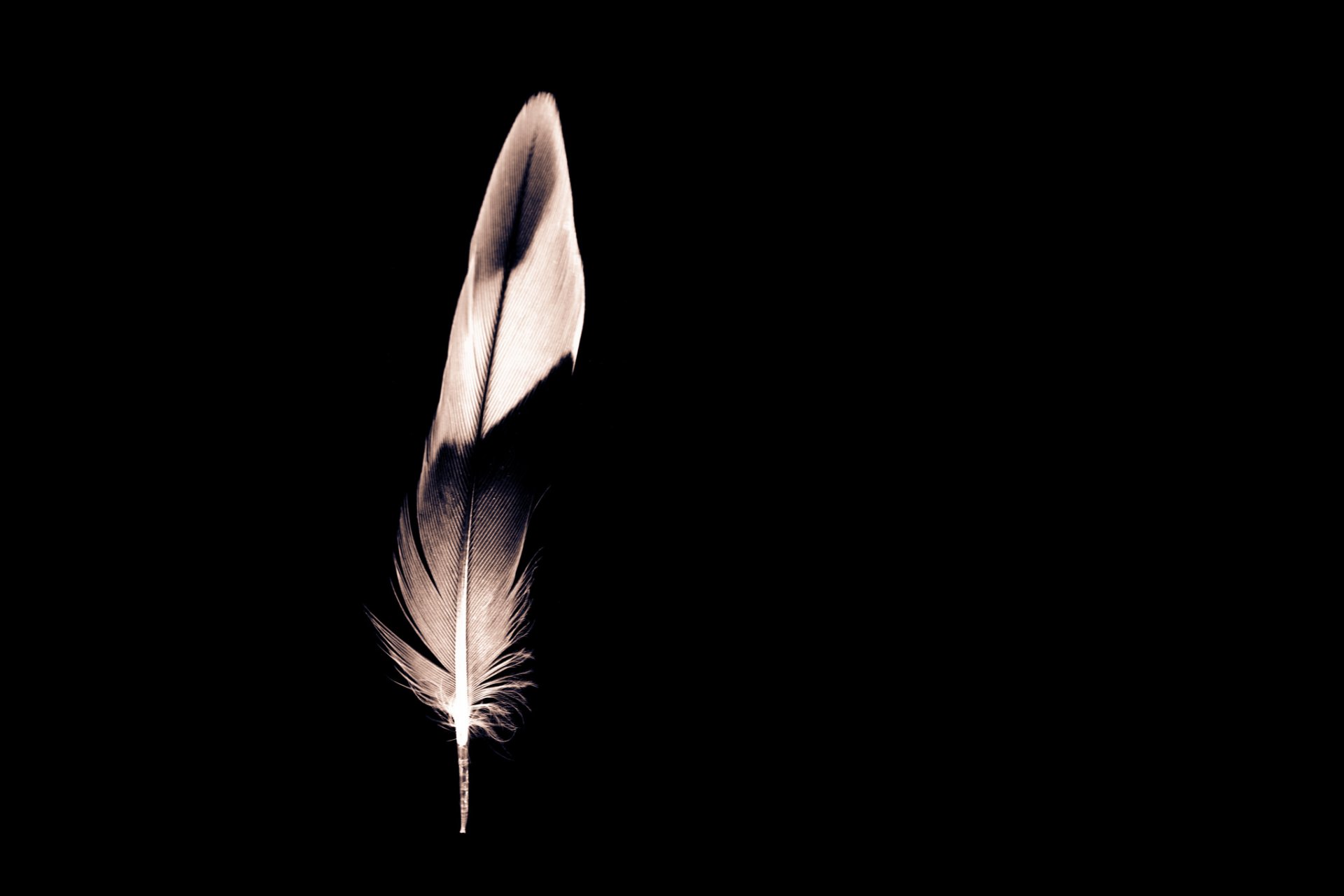 feather minimalism black background