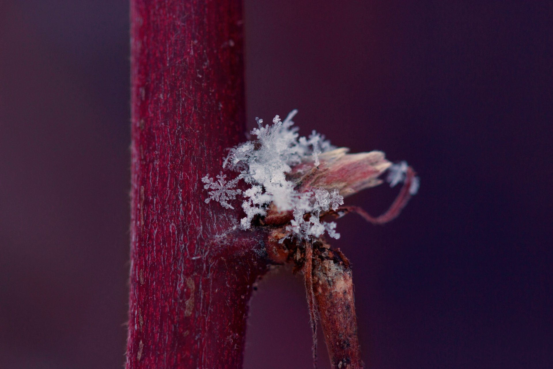 tronco fiocco di neve neve