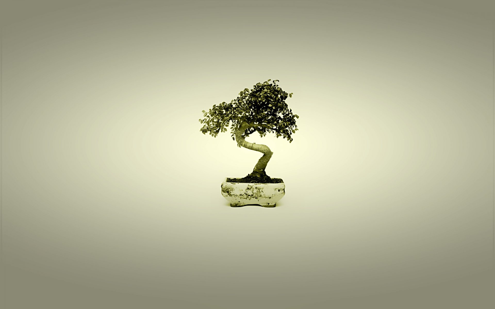 bonsai tree japan minimalism