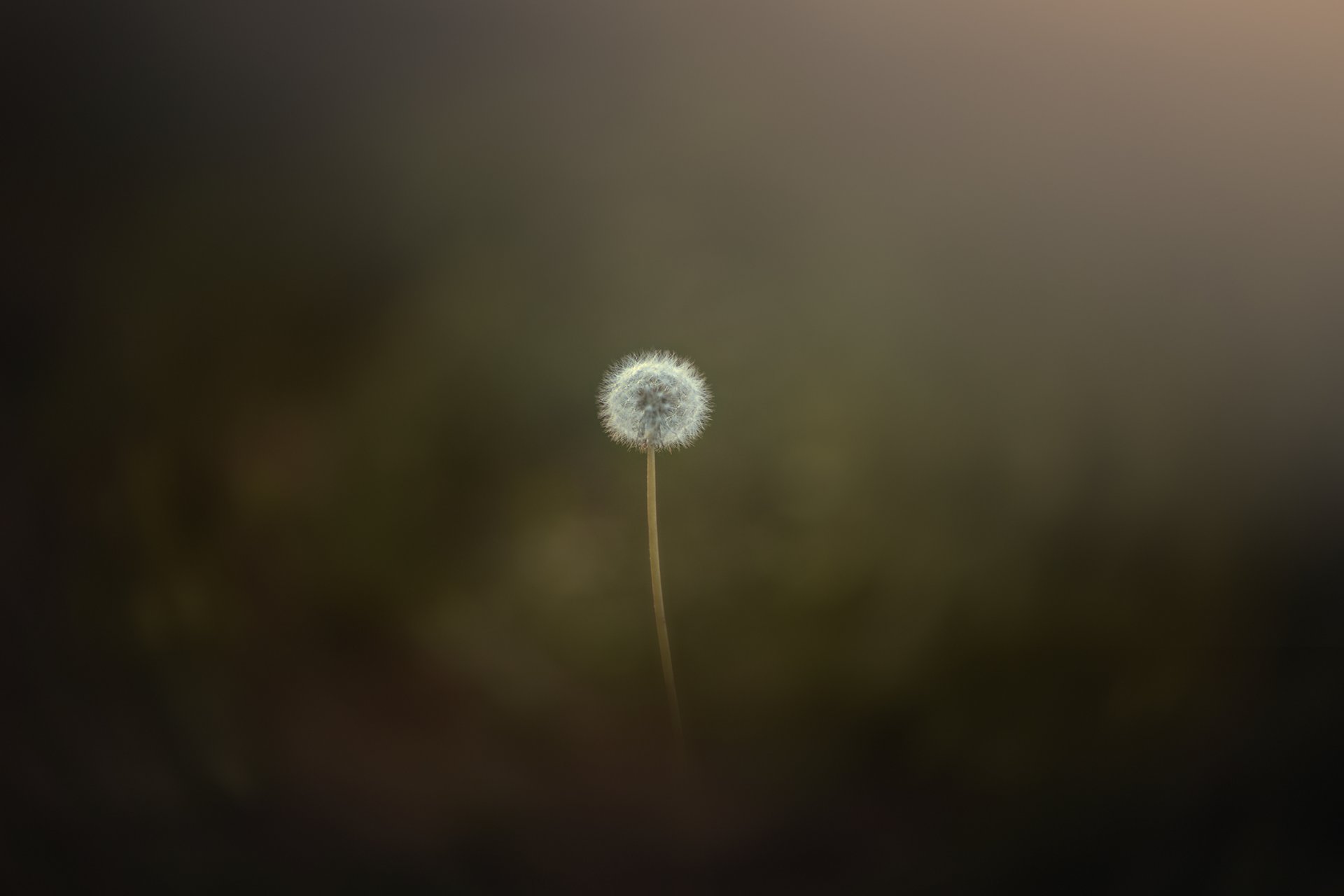 dandelion nature minimalism