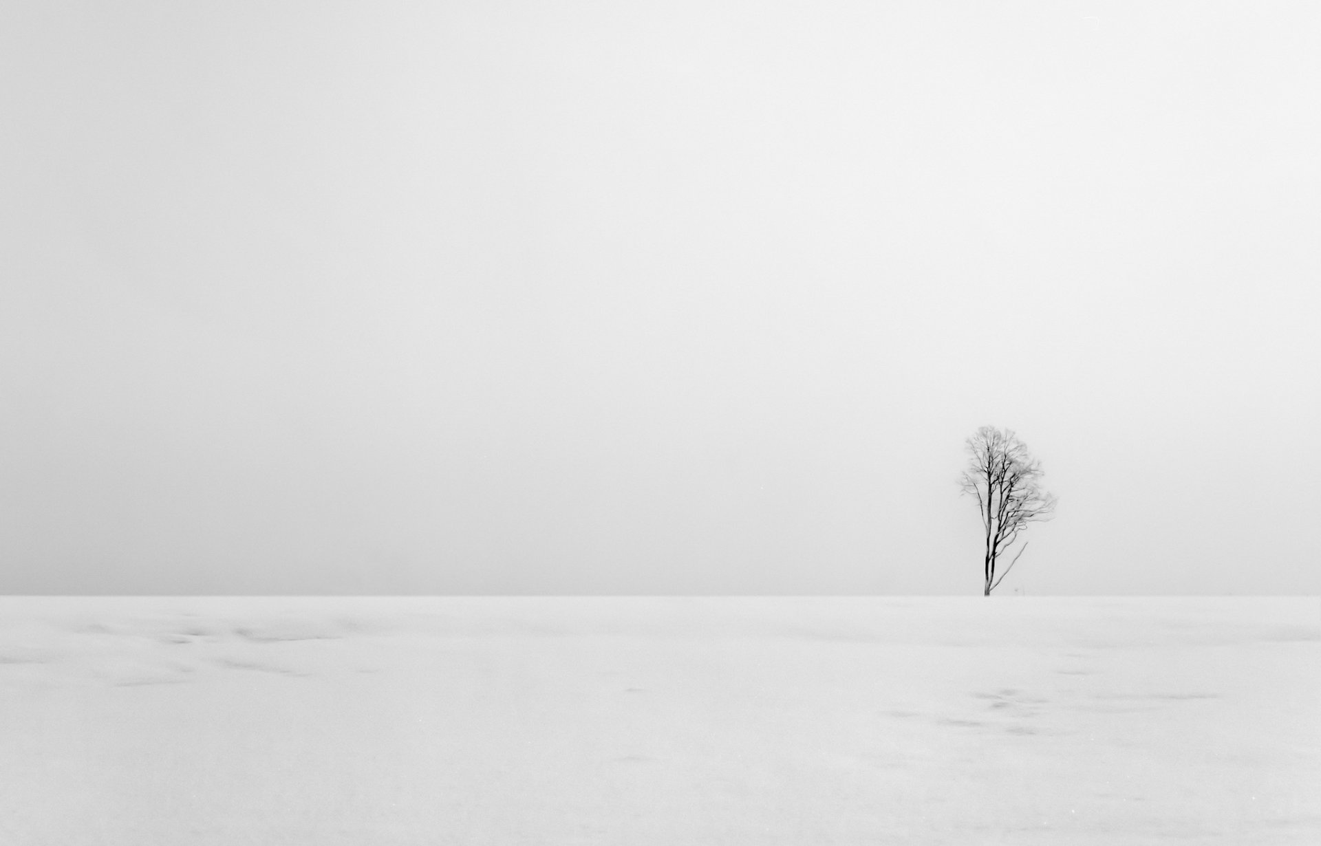 campo albero paesaggio minimalismo