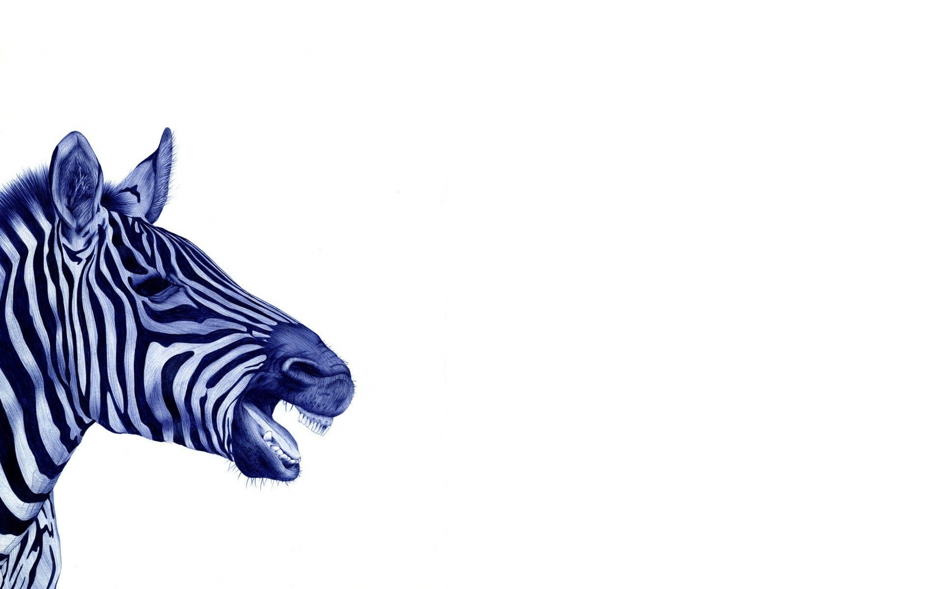 zebra weiß hintergrund schwarz und weiß gezeichnet