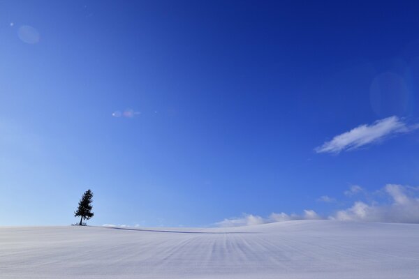 Winter minimalistic landscape with a tree