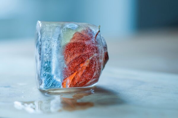 Algo congelado en un cubo de hielo