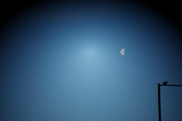 The moon and a lonely bird on a pole