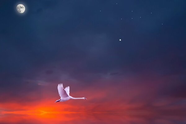 A lonely swan flying in the sky at sunset