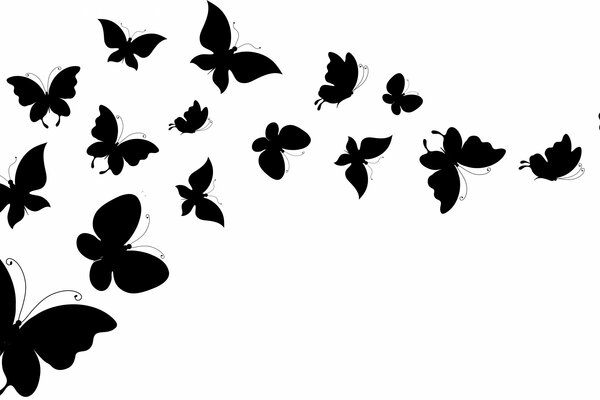 Silhouettes de papillons volants sur fond blanc