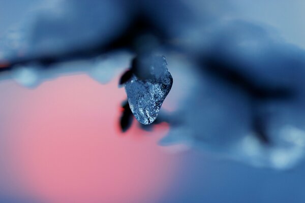 Hielo colgando de una ramita de nieve