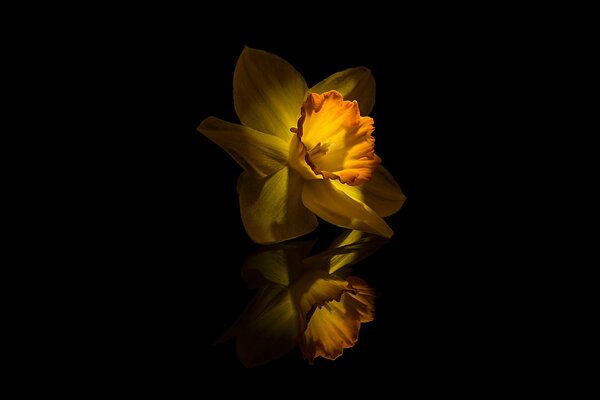 Yellow narcissus of unearthly beauty