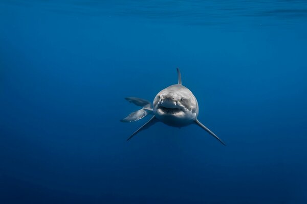 A predatory fish swims in the sea - a white shark