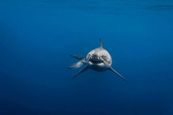 Dans la mer nage un poisson prédateur-requin blanc
