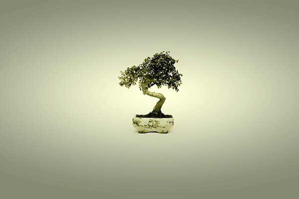 Minimalismo japonés - árbol bonsai