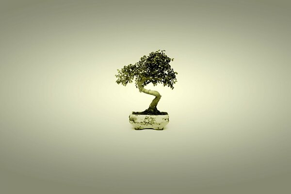 Japoński minimalizm-drzewo bonsai