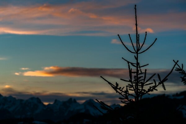 Arbre de Noël sur fond de montagnes suisses