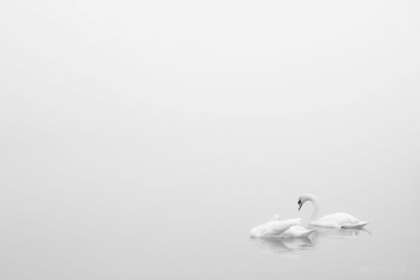 Cygnes blancs dans la nature