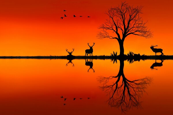 Coucher du soleil. Cerf arbre et un troupeau d oiseaux se reflètent dans l eau