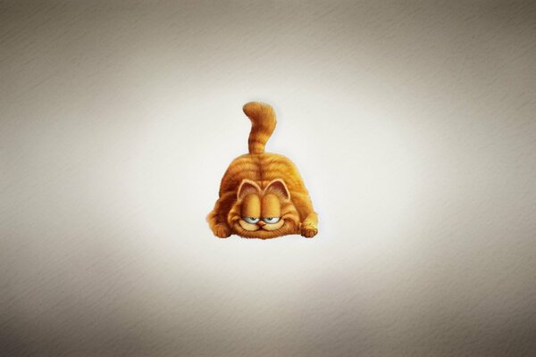 The sly face of Garfield the cat