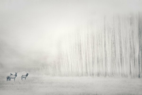 Animaux de la forêt d hiver