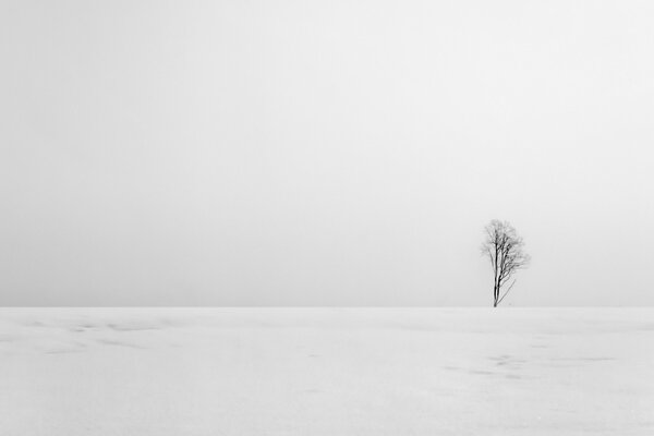 Paesaggio di campo invernale con albero solitario