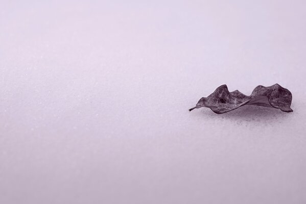 Getrocknetes Blatt im Winter im Schnee