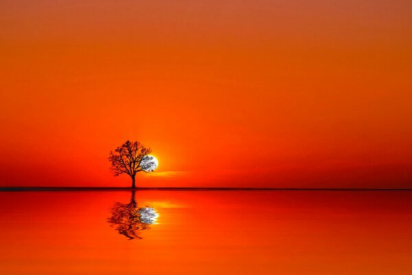 Ein einsamer Baum spiegelt sich im Wasser wider, das durch den Sonnenuntergang gefärbt ist