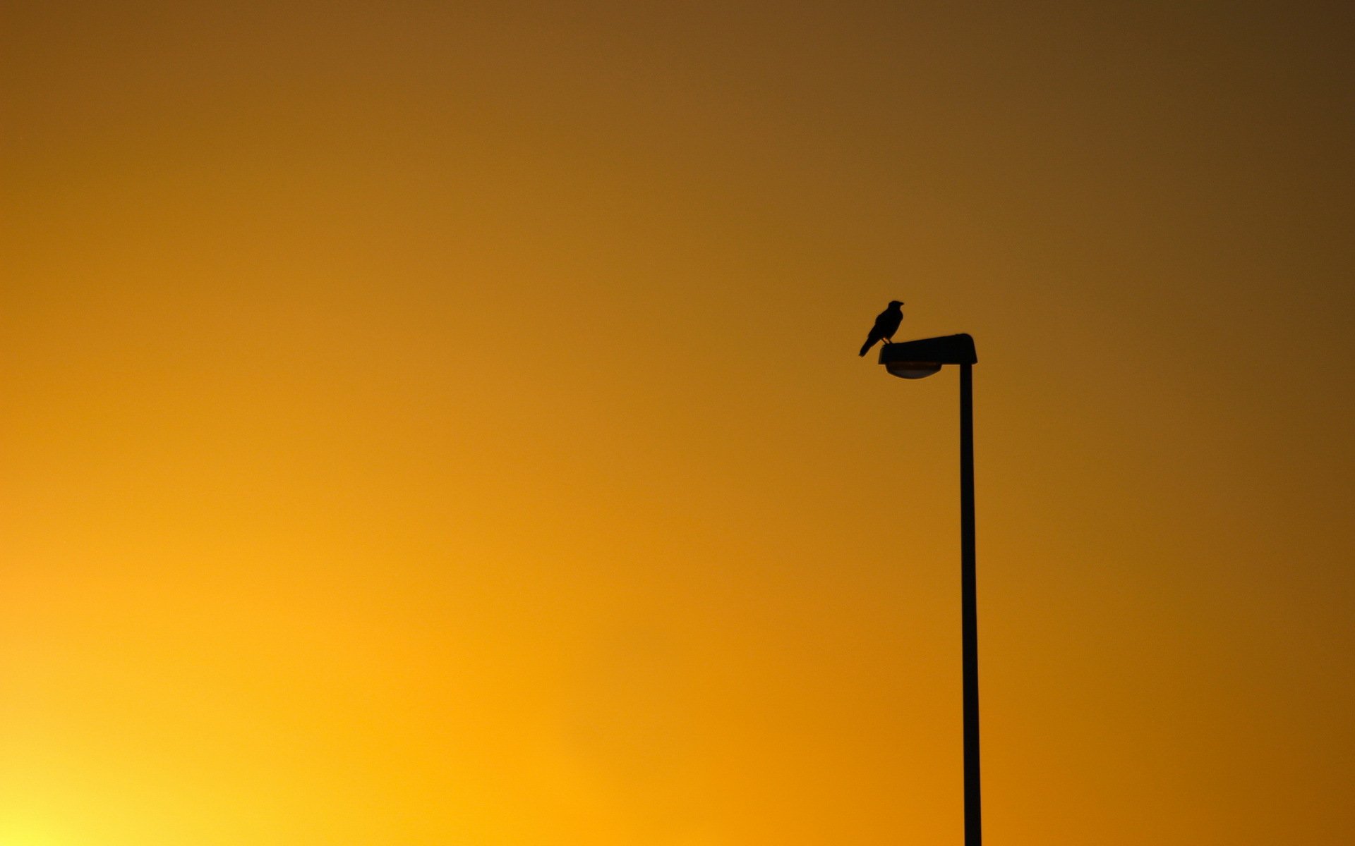 oiseau coucher de soleil minimalisme