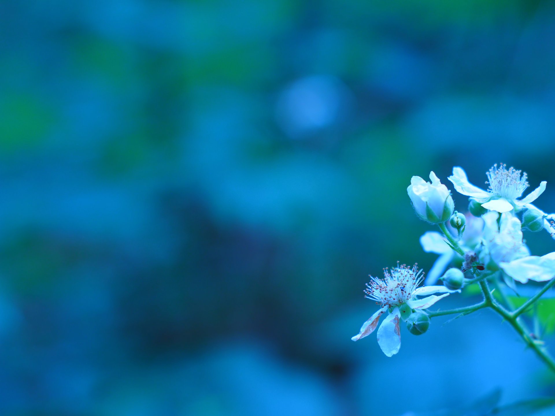 printemps floraison branche fleurs bourgeons