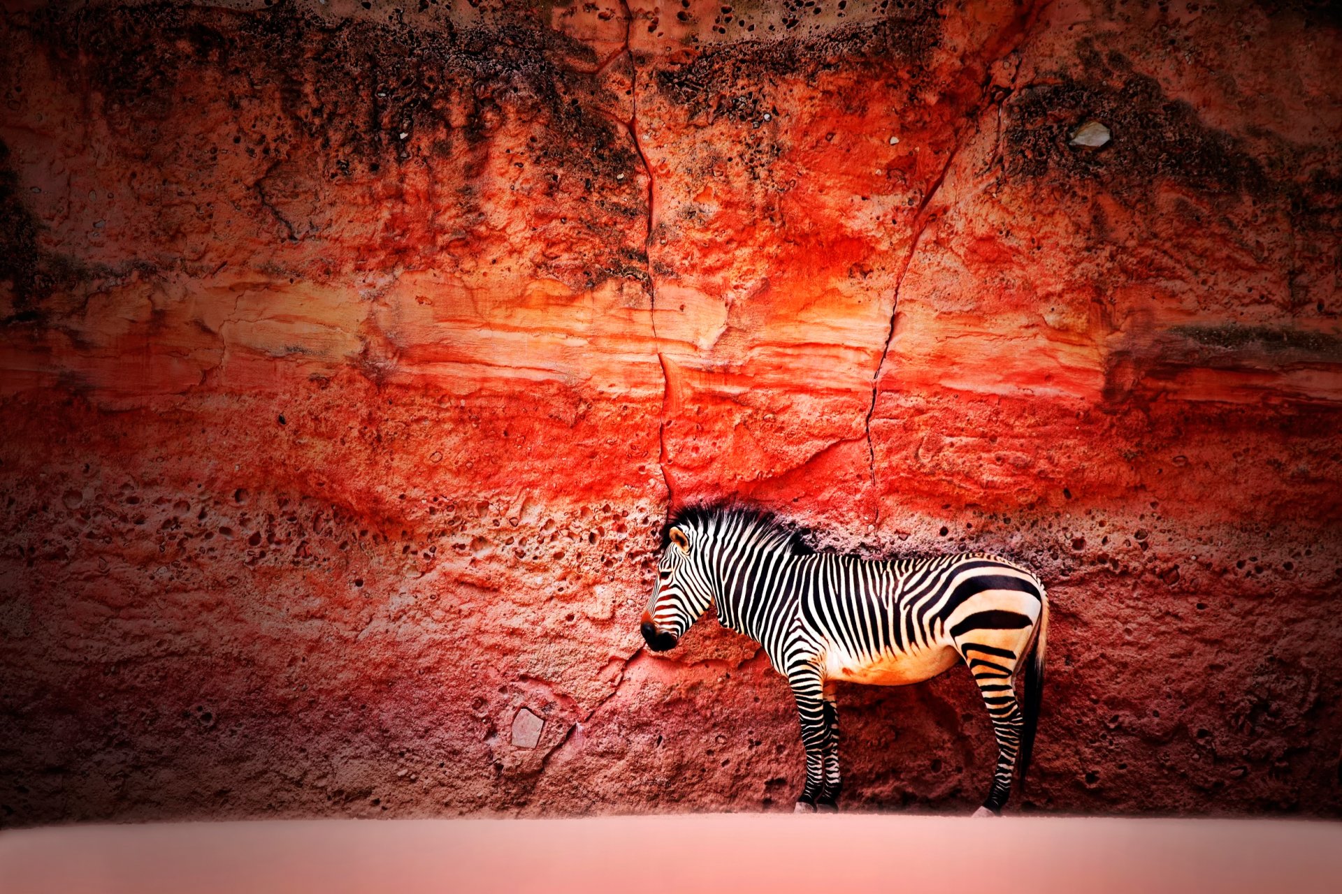 zebra muro pietra