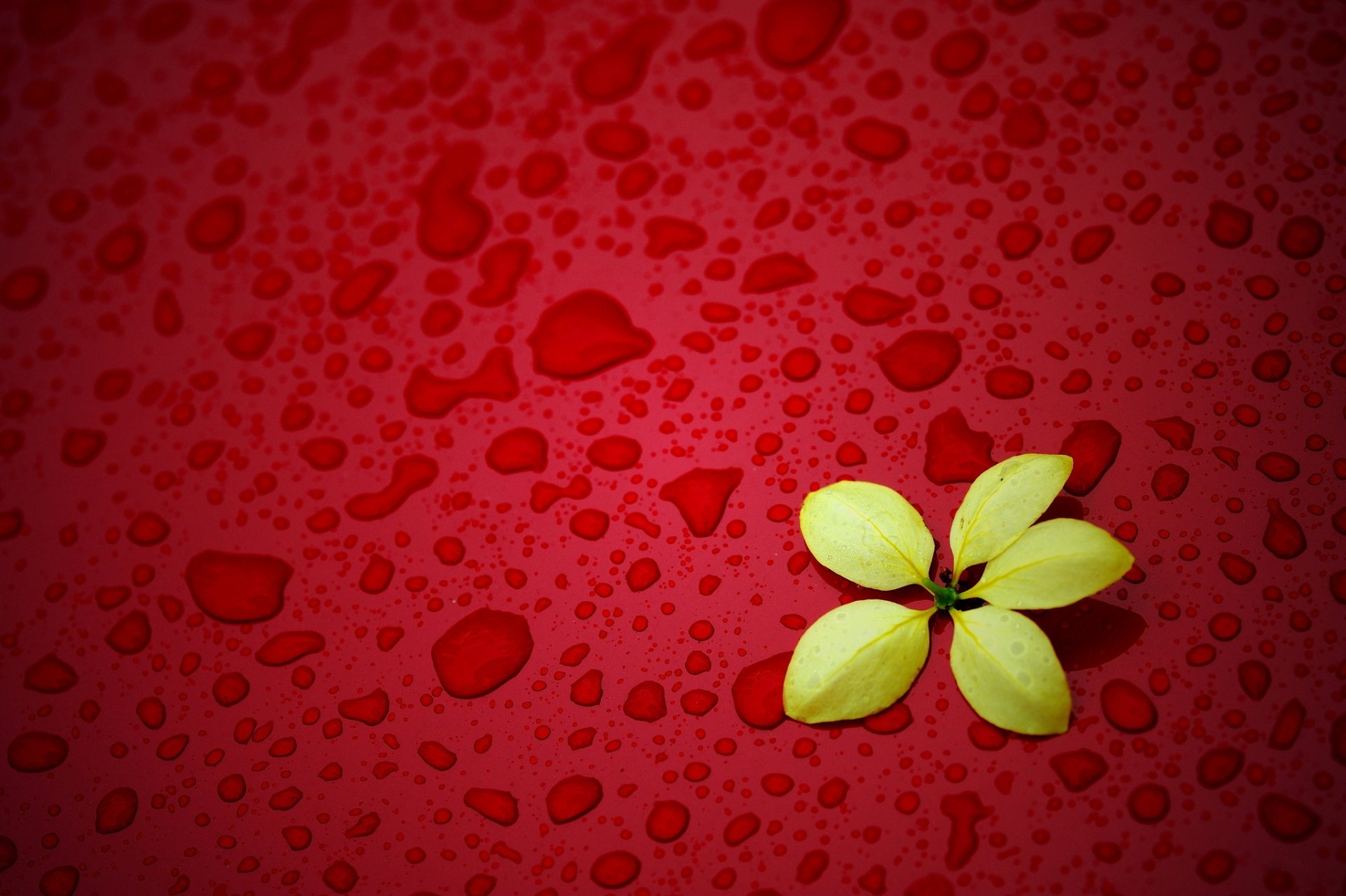 flower yellow red background drop