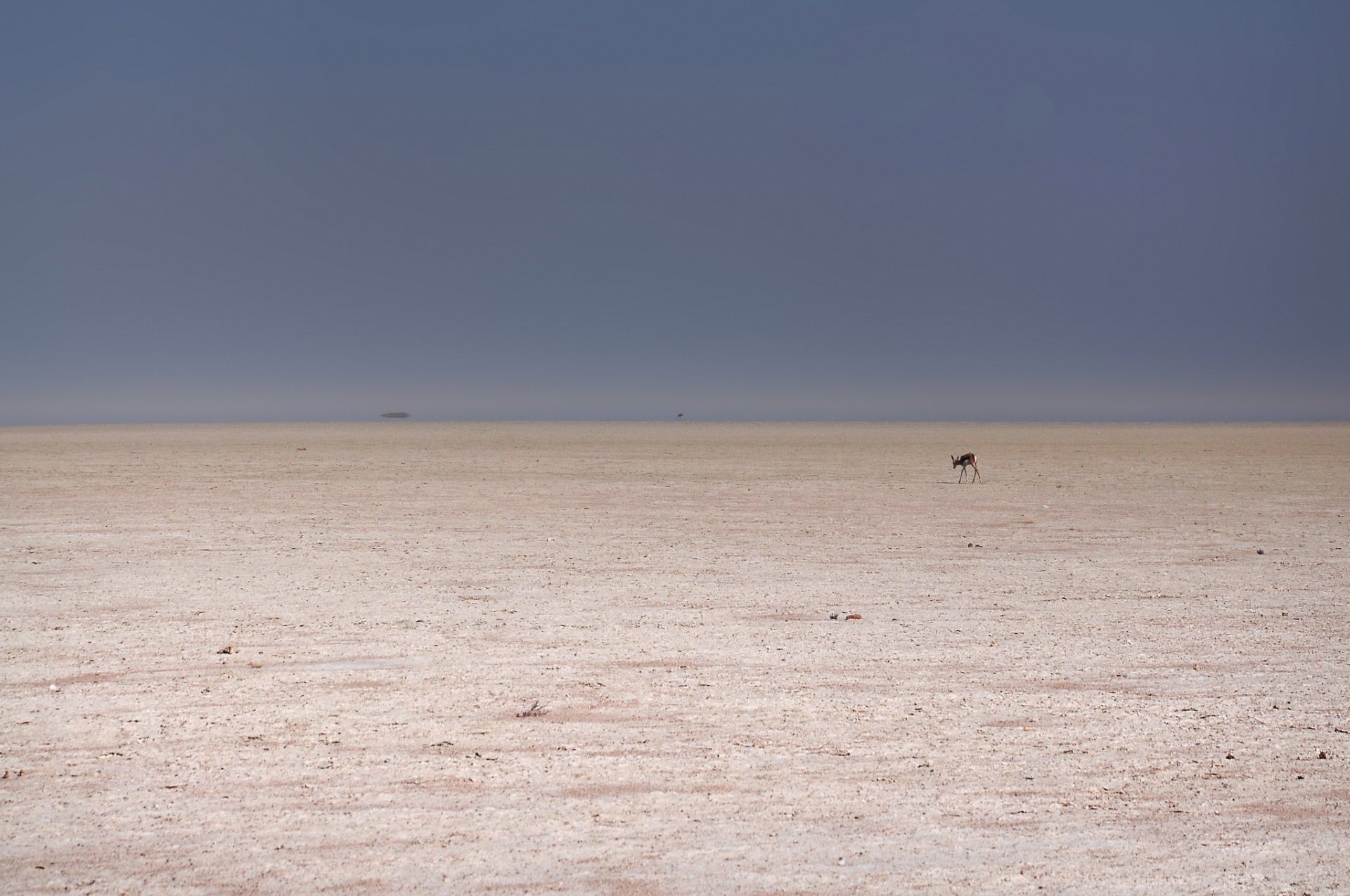 deserto capriolo minimalismo